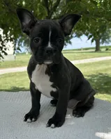 Kenzie, a female Frenchton for sale in Sullivan, IL – 1 of 6