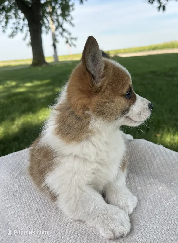 Sandy – Pembroke Welsh Corgi puppy for sale in Sullivan, IL