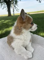 Sandy, a male Pembroke Welsh Corgi for sale in Sullivan, IL – 1 of 4