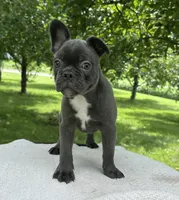 River, a male Frenchton for sale in Sullivan, IL – 3 of 5