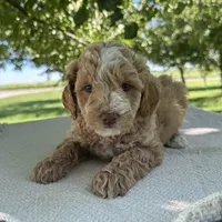 Sky, a male Miniature Goldendoodle for sale in Sullivan, IL – 4 of 6