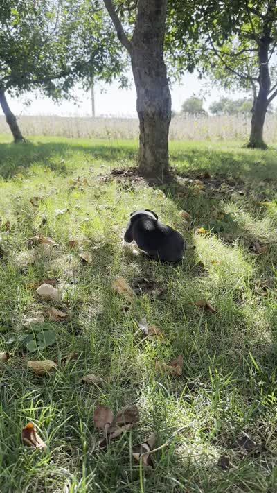 Felix, a male Boston Terrier for sale in Sullivan, IL – 4 of 4