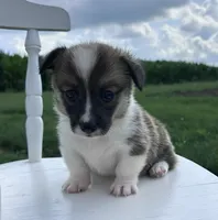 Kya, a female Pembroke Welsh Corgi for sale in Sullivan, IL – 3 of 4