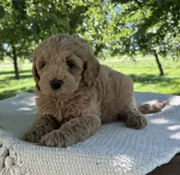 Vesper, a female Miniature Goldendoodle for sale in Sullivan, IL – 3 of 4