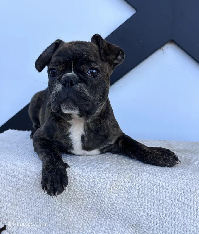 Ian – Frenchton puppy for sale in Sullivan, IL