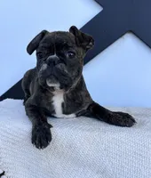 Ian, a male Frenchton for sale in Sullivan, IL – 1 of 5