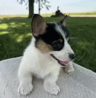 Marina, a female Pembroke Welsh Corgi for sale in Sullivan, IL – 3 of 6