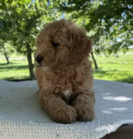 Rome, a male Miniature Goldendoodle for sale in Sullivan, IL – 5 of 6