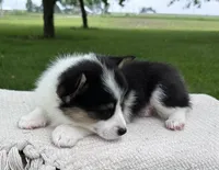 Marina, a female Pembroke Welsh Corgi for sale in Sullivan, IL – 2 of 4