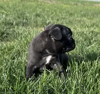 Everest, a male Frenchton for sale in Sullivan, IL – 2 of 4