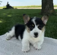 Marina, a female Pembroke Welsh Corgi for sale in Sullivan, IL – 5 of 6