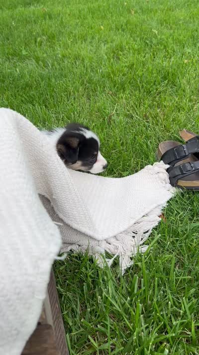 Skyler, a male Pembroke Welsh Corgi for sale in Sullivan, IL – 4 of 4