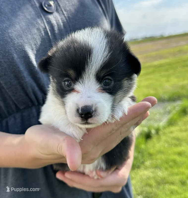 Sky – Pembroke Welsh Corgi puppy for sale in Sullivan, IL