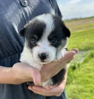 Sky, a male Pembroke Welsh Corgi for sale in Sullivan, IL – 1 of 2