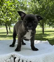 Kayda, a female Frenchton for sale in Sullivan, IL – 2 of 4