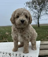 Honey, a female Miniature Goldendoodle for sale in Sullivan, IL – Photo 1 of 4
