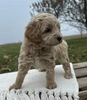 Honey, a female Miniature Goldendoodle for sale in Sullivan, IL – Photo 3 of 4