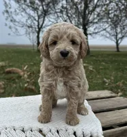 Honey, a female Miniature Goldendoodle for sale in Sullivan, IL – Photo 4 of 4