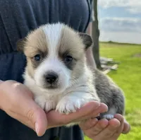 Lilac, a female Pembroke Welsh Corgi for sale in Sullivan, IL – 1 of 3