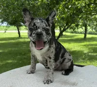 Meadow, a female Frenchton for sale in Sullivan, IL – 4 of 5