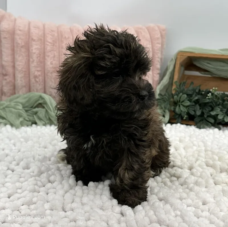 Shyla – Havapoo puppy for sale in Sullivan, IL