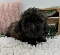 Shyla, a female Havapoo for sale in Sullivan, IL – Photo 3 of 3