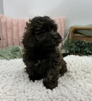 Shyla, a female Havapoo for sale in Sullivan, IL – Photo 2 of 3