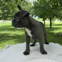 River, a male Frenchton for sale in Sullivan, IL – 4 of 5