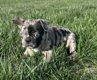 Maple, a female Frenchton for sale in Sullivan, IL – 3 of 4