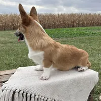 Ali, a female Pembroke Welsh Corgi for sale in Sullivan, IL – 3 of 4