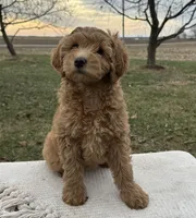 Prairie, a female Miniature Goldendoodle for sale in Sullivan, IL – Photo 1 of 4