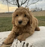 Prairie, a female Miniature Goldendoodle for sale in Sullivan, IL – Photo 3 of 4