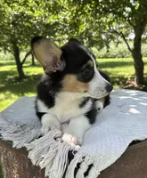 Wyatt, a male Pembroke Welsh Corgi for sale in Sullivan, IL – 2 of 6