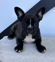 Kenzie, a female Frenchton for sale in Sullivan, IL – 4 of 6