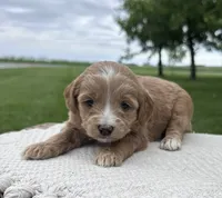 Diva, a female Miniature Goldendoodle for sale in Sullivan, IL – 4 of 4