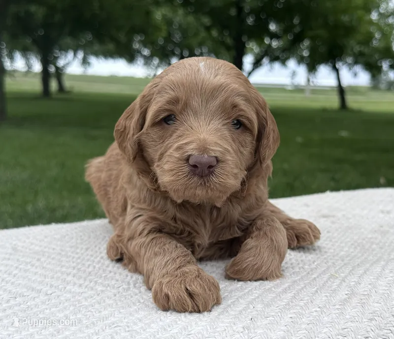 Bear – Miniature Goldendoodle puppy for sale in Sullivan, IL