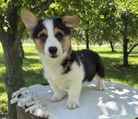 Coco, a female Pembroke Welsh Corgi for sale in Sullivan, IL – 2 of 4