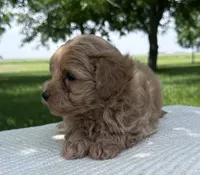 Whitley, a female Maltipoo for sale in Sullivan, IL – 4 of 4