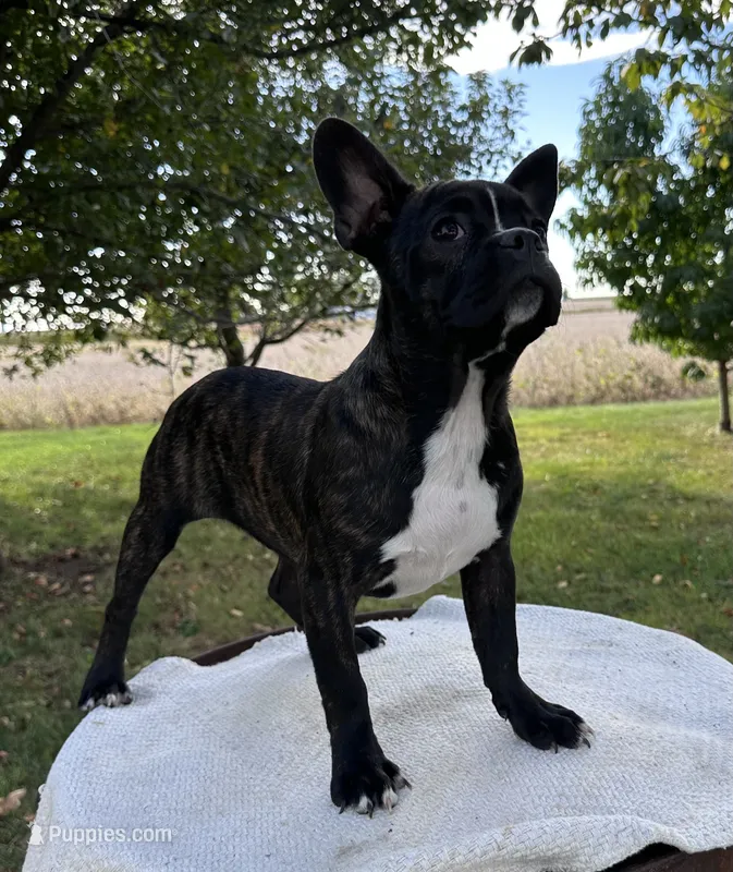 Kenzie – Frenchton puppy for sale in Sullivan, IL
