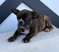 Aniya, a female Frenchton for sale in Sullivan, IL – 5 of 6