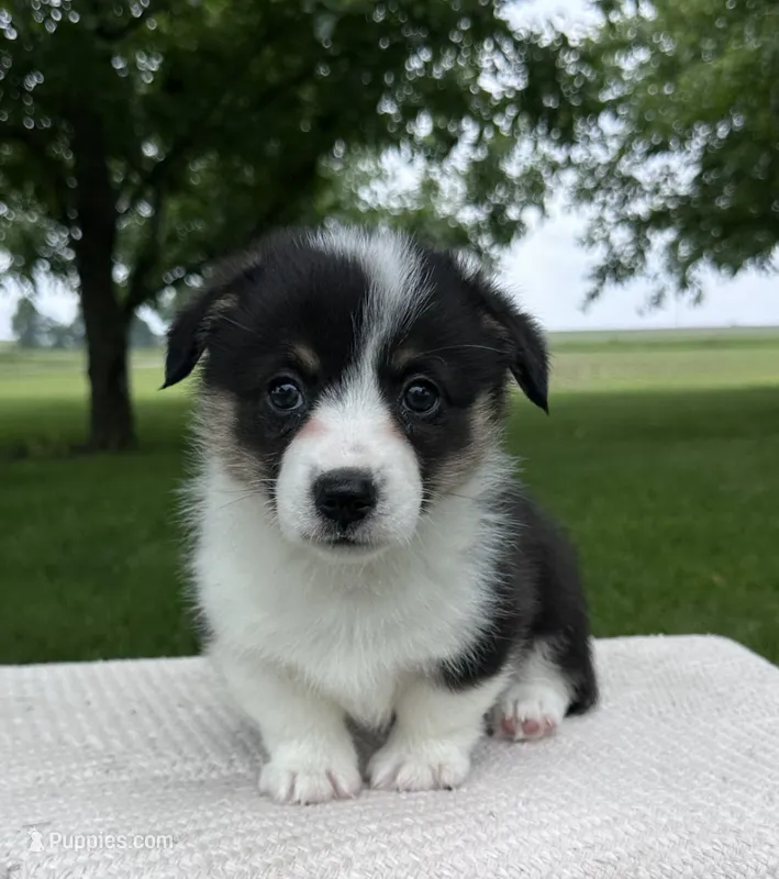 Skyler – Pembroke Welsh Corgi puppy for sale in Sullivan, IL