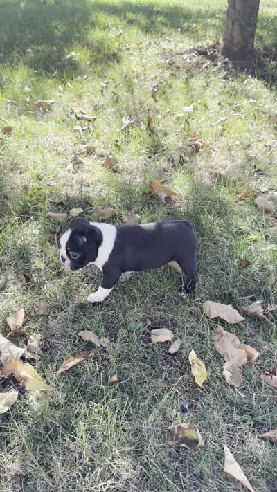 Maisie , a female Boston Terrier for sale in Sullivan, IL – 5 of 5