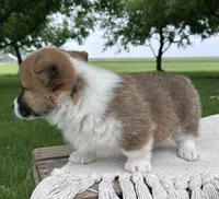 Sandy, a male Pembroke Welsh Corgi for sale in Sullivan, IL – 2 of 4
