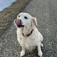 Paris Diamond, a female English Cream Golden Retriever for sale in Sullivan, IL – Photo 4 of 6