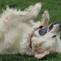 Paris Diamond, a female English Cream Golden Retriever for sale in Sullivan, IL – Photo 6 of 6