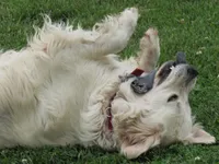 processed/75cedb22-4882-4e22-a0a3-0f44036a3d95/listing/9db696f9-6d6b-4d51-895d-31e27c12c90c/1a42d122-ec60-48f1-b31c-c111c5675af3