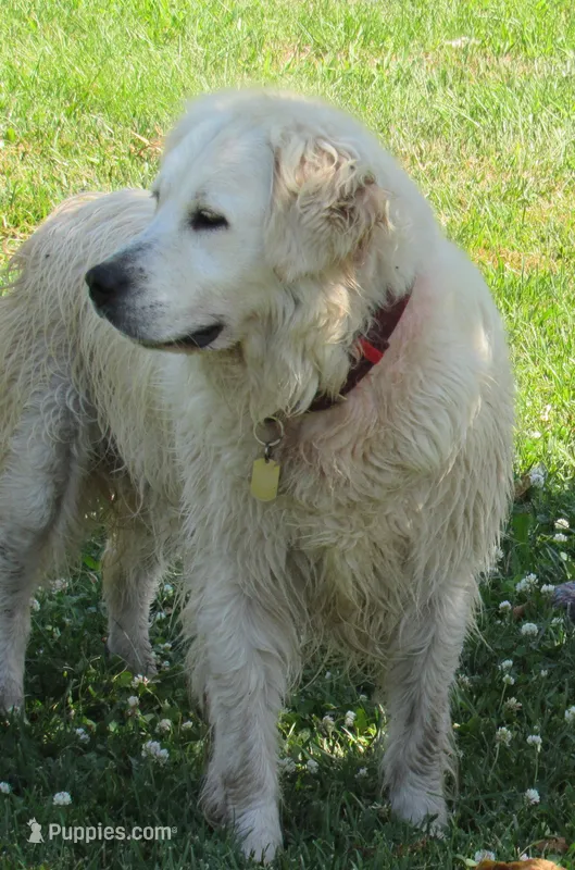 Paris Diamond – English Cream Golden Retriever puppy for sale in Sullivan, IL