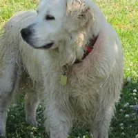 Paris Diamond, a female English Cream Golden Retriever for sale in Sullivan, IL – Photo 5 of 6