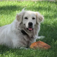 Paris Diamond, a female English Cream Golden Retriever for sale in Sullivan, IL – Photo 1 of 6