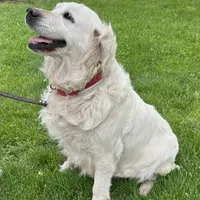 Paris Diamond, a female English Cream Golden Retriever for sale in Sullivan, IL – Photo 3 of 6